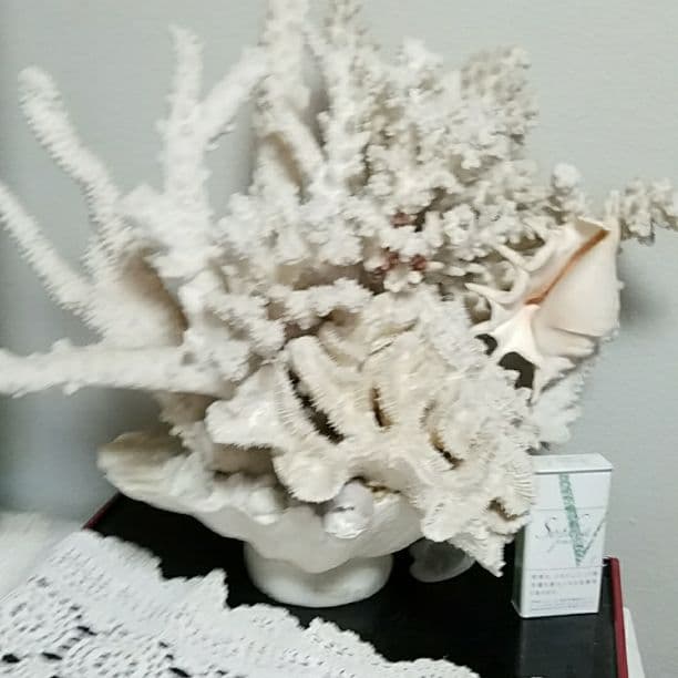白珊瑚の置物