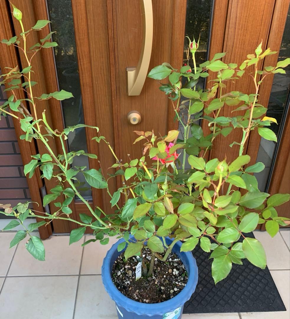 バラ大苗　10号鉢植え　み