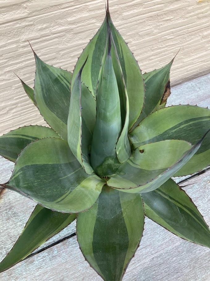 アガベ　オバティフォリア　キラー　【1/18撮影】☆未発根☆