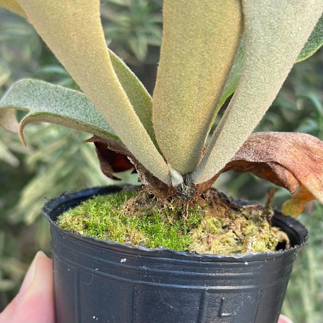 P. willinckii ’Jenny’ TC 3414