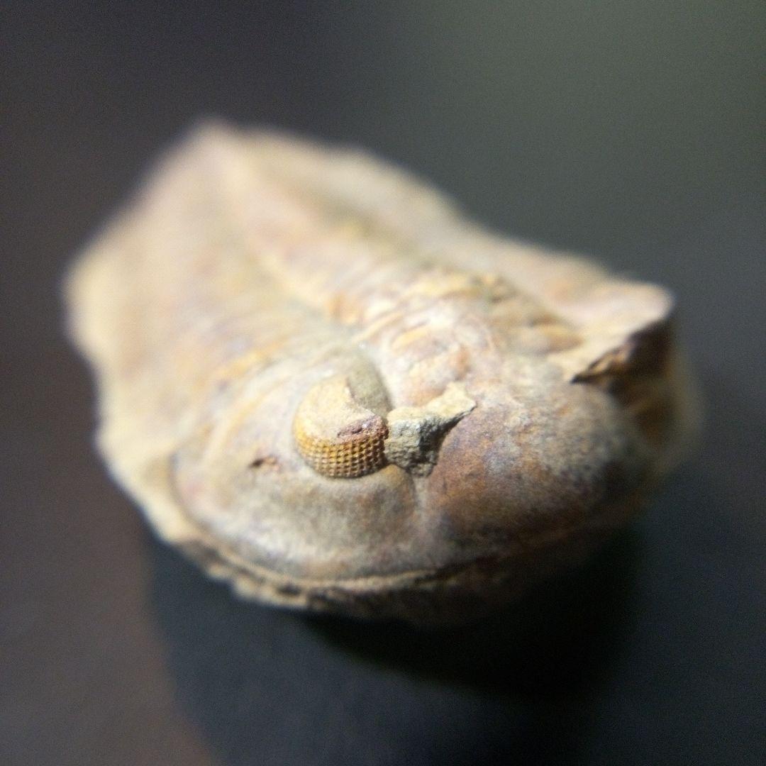 三葉虫　化石　fossil　ボリビア産　トライロバイト　Fossil番号⑦