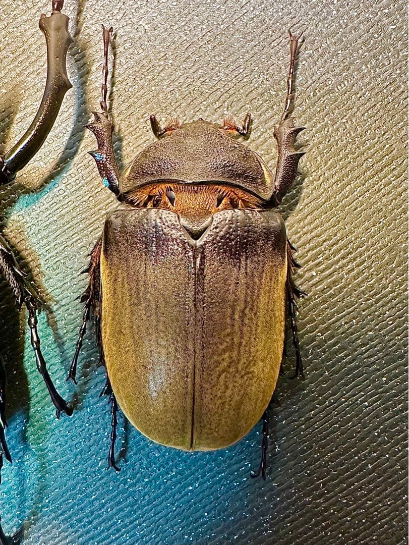 【最終値下げ】エレファスゾウカブト標本　ペア