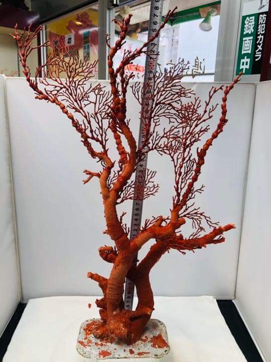 天然アップル珊瑚　置物