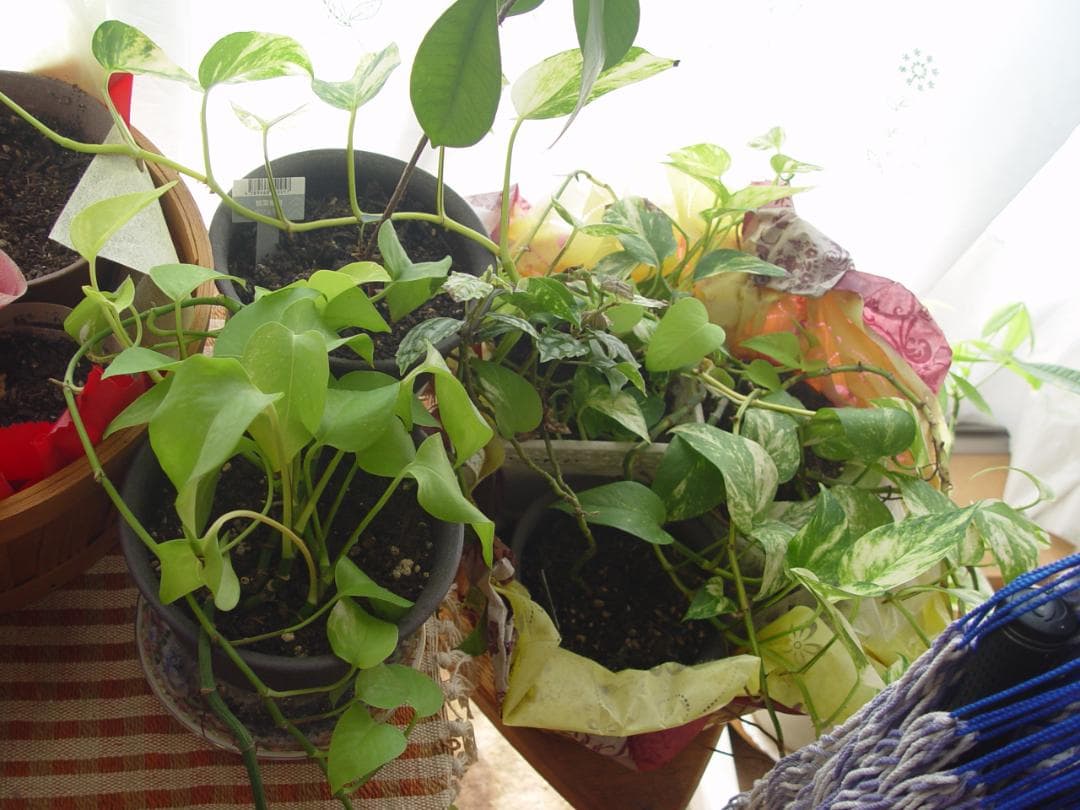 レア 撮影画像あり　SONY　DSC-F717　付属品あり　レンズ綺麗