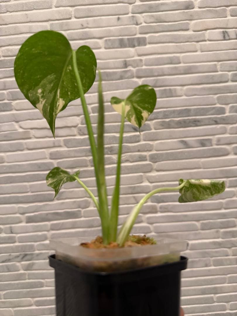 モンステラ レガシー　斑入り