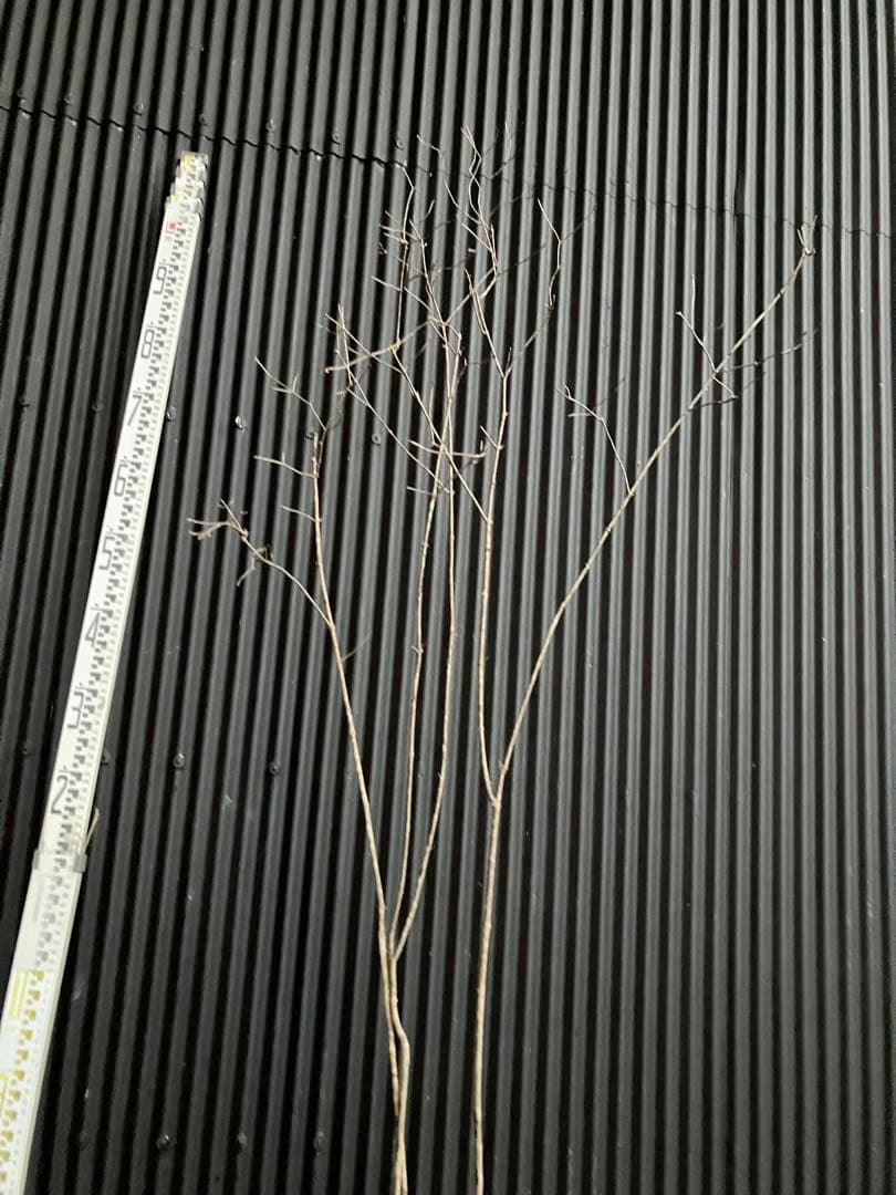 山採り　オトコヨウゾメ