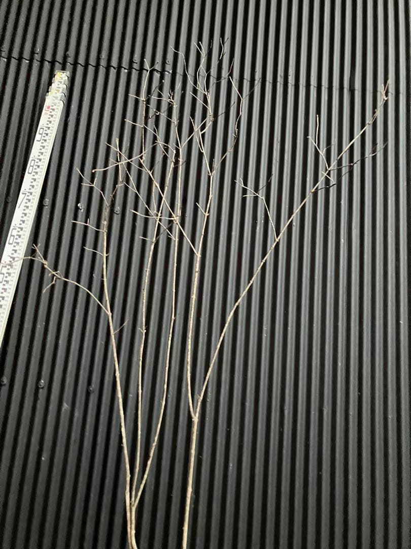 山採り　オトコヨウゾメ