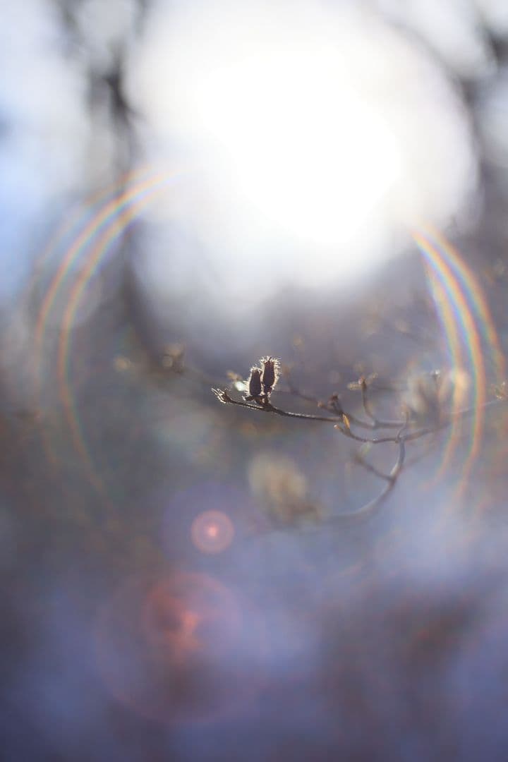 YASHICA AUTO YASHINON DS-M 50mm F1.7【美品】