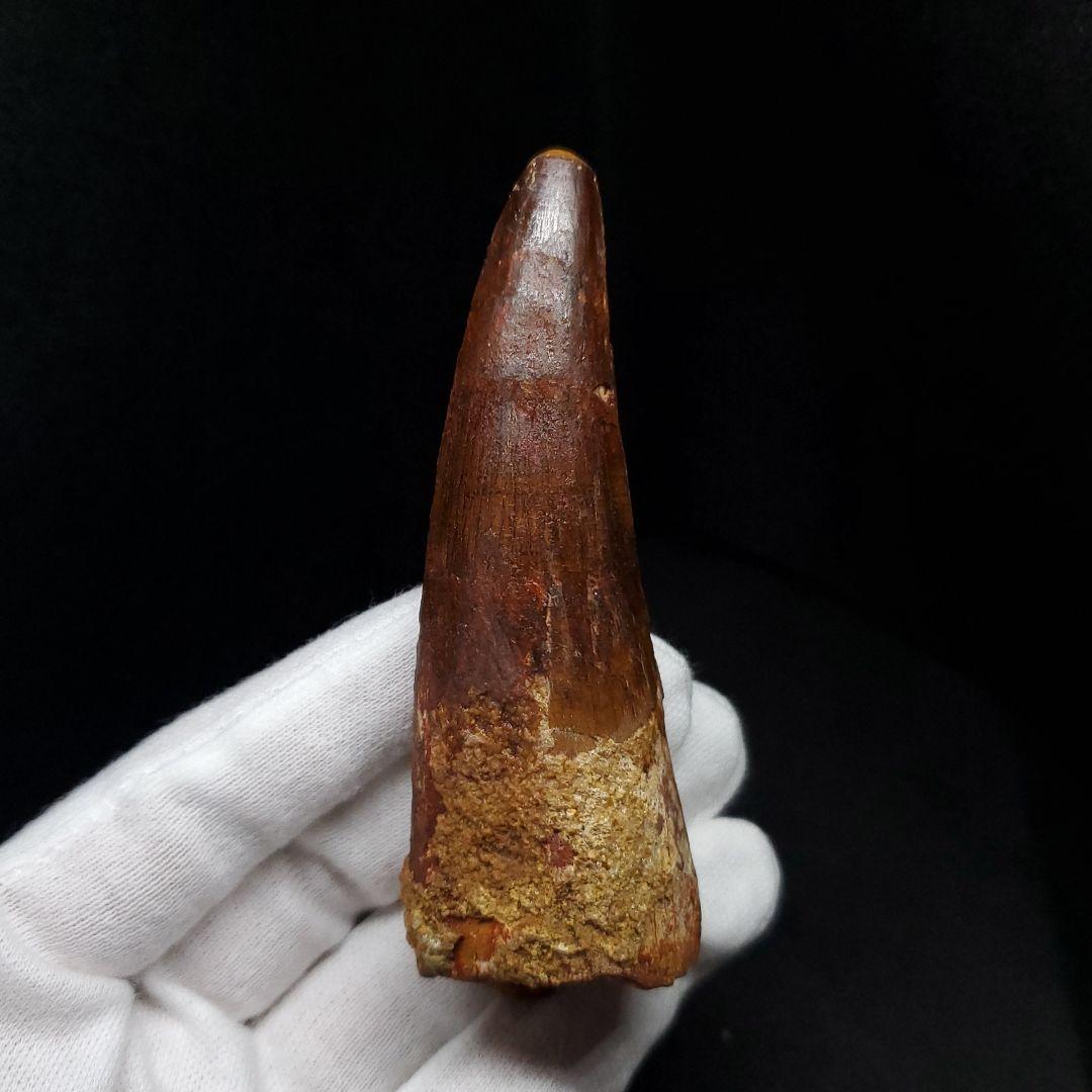 美品 スピノサウルス 本物 モロッコ産 87.94mm  sp431