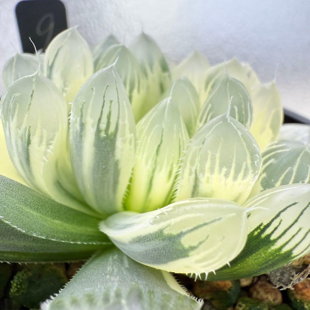 多肉植物 ハオルチア 自宅実生オブツーサ錦 9番 糊斑 1点物 9.5cm鉢