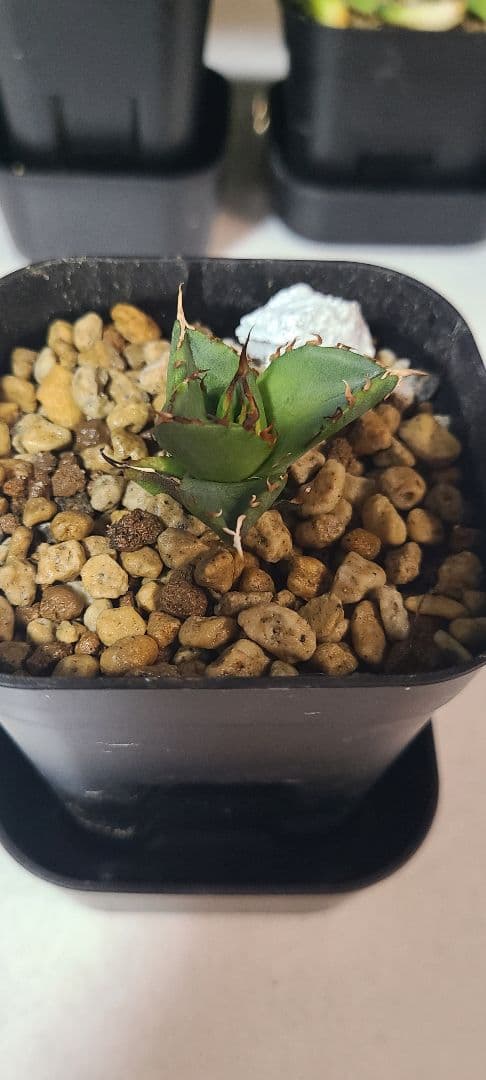 アガベ チタノタ 子株セット