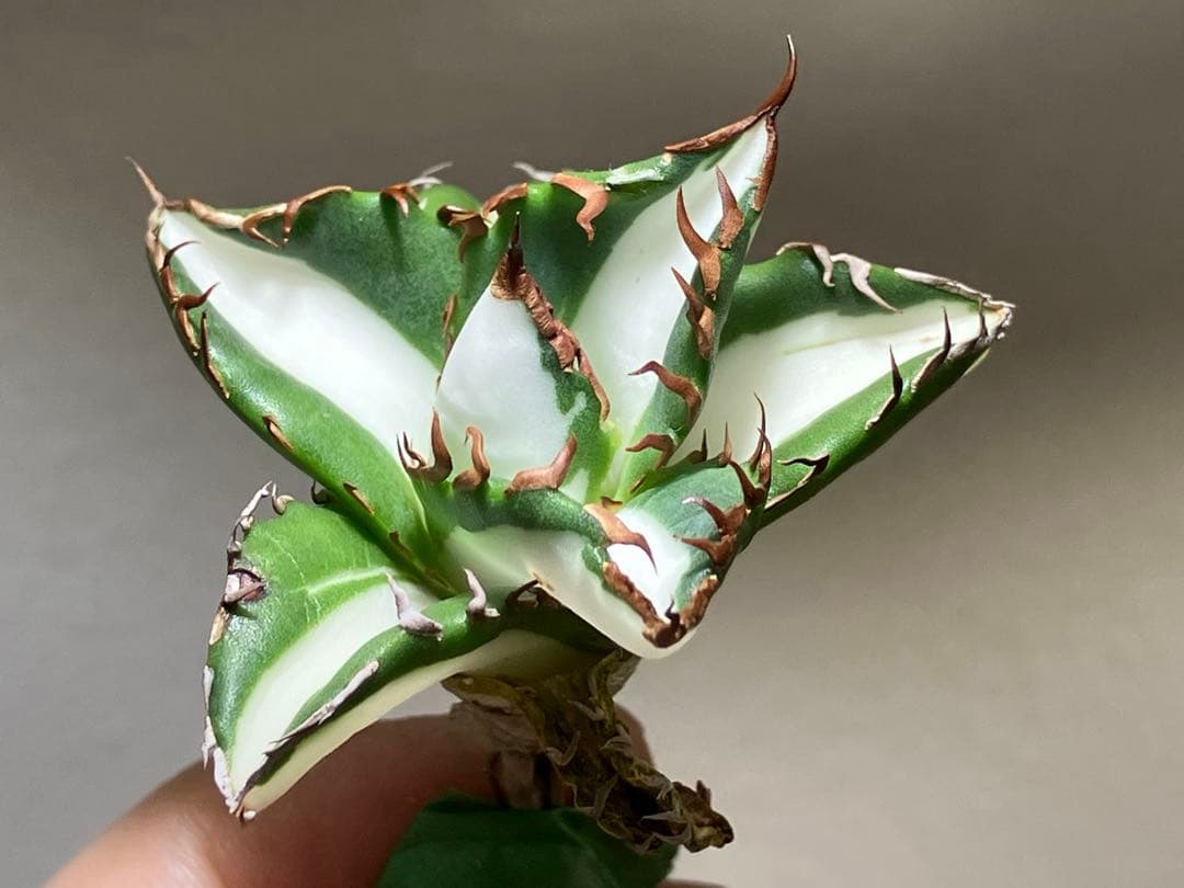 サ*店様 【オークション】選抜　強棘　美株　アガべ　チタノタ　太陽神錦　白中斑