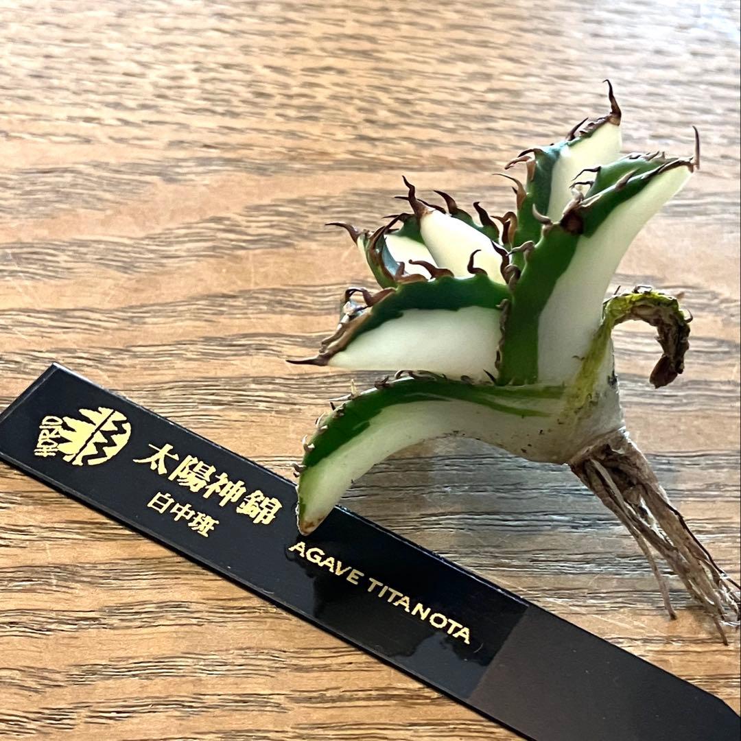 サ*店様 【オークション】選抜　強棘　美株　アガべ　チタノタ　太陽神錦　白中斑