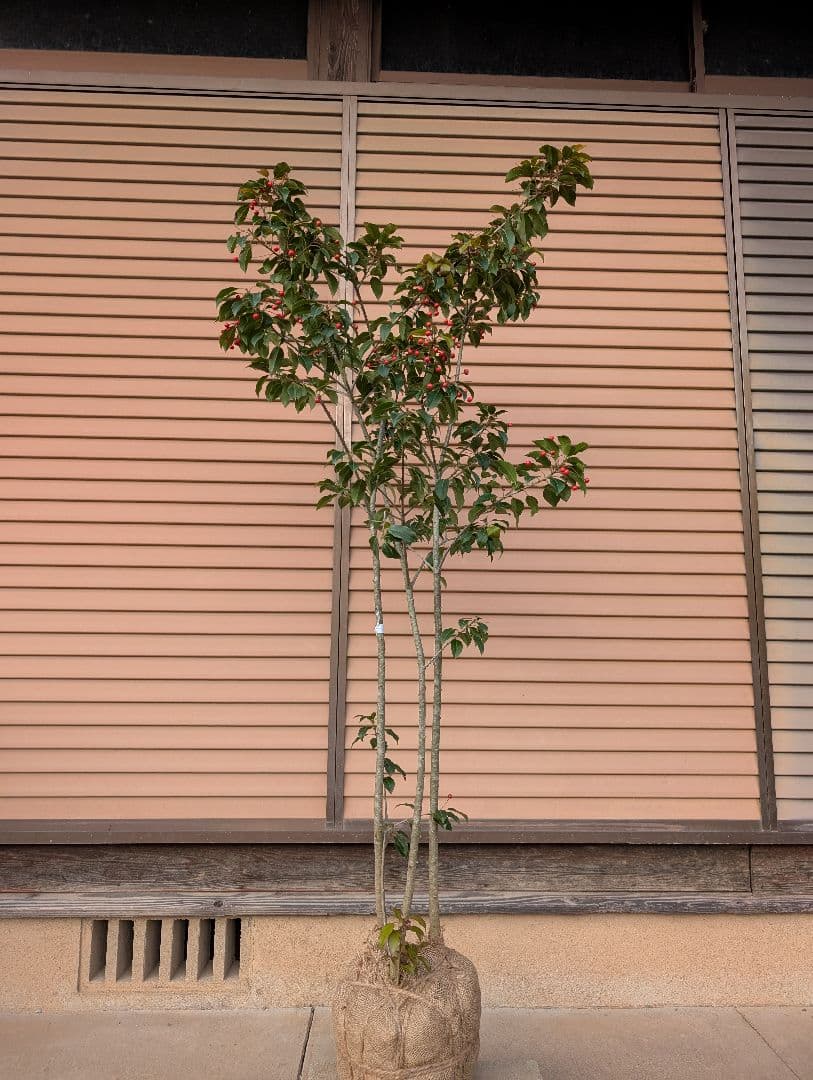 ソヨゴ　株立　雌株　②