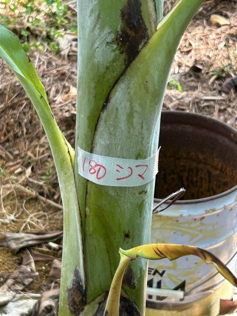 最後１苗◆世界一美味と報道、伝統種/島バナナ＝210㎝◆糖度モンスター　木熟OK