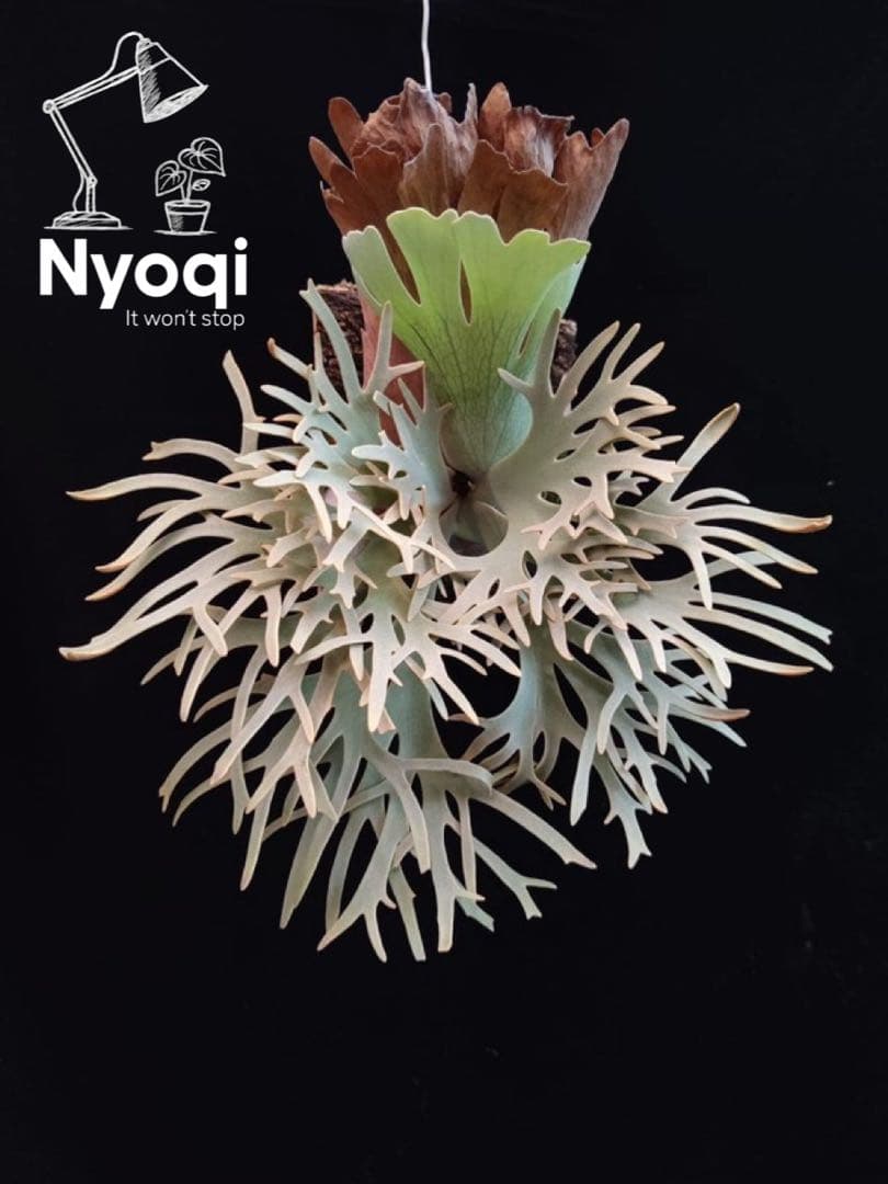 【メルカリ便】P. Willinckii Totoro' （spore）【96】