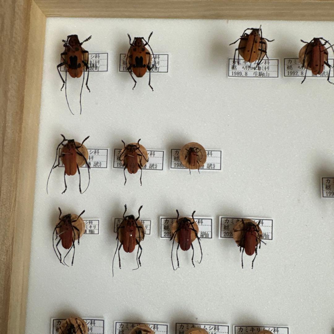 カミキリムシ標本❌3