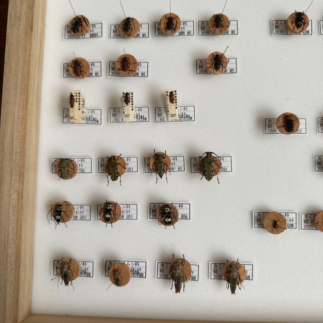 カミキリムシ標本❌3