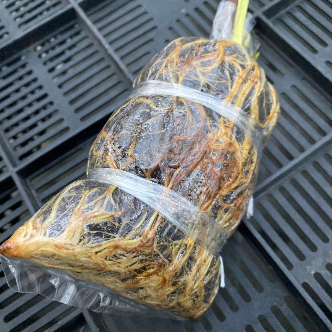 Boysenberry Blush 取木苗 イチジク