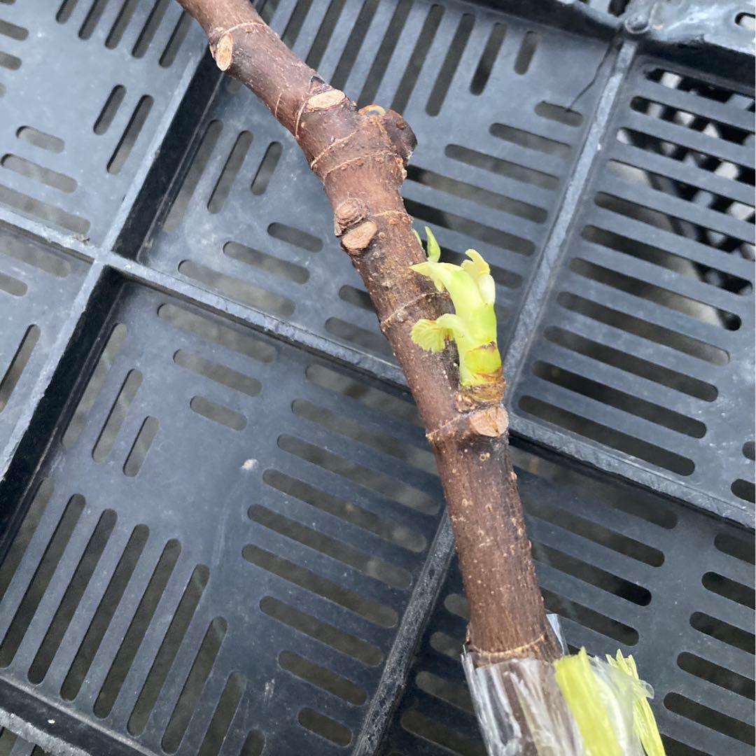 Boysenberry Blush 取木苗 イチジク