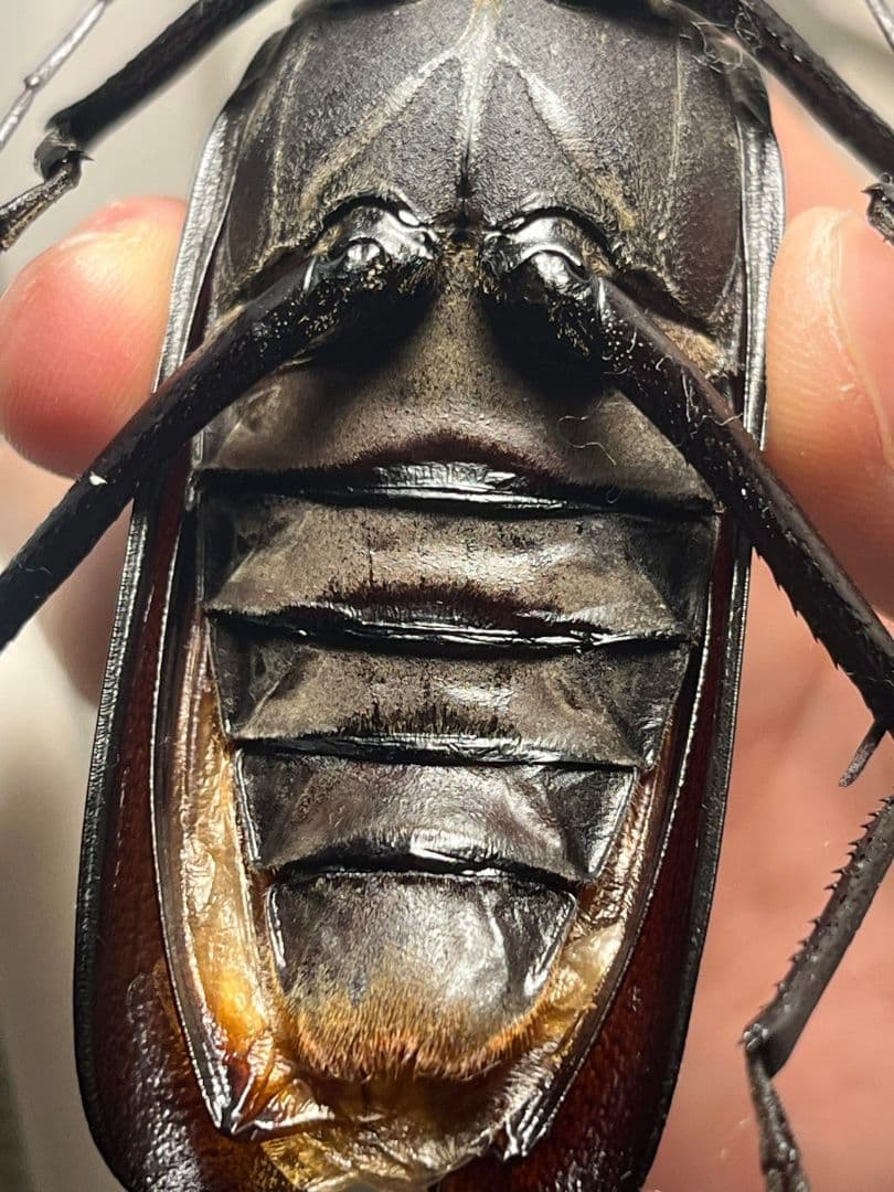 【111mm】Xixuthrus isyuniarkoiウスバカミキリ　標本