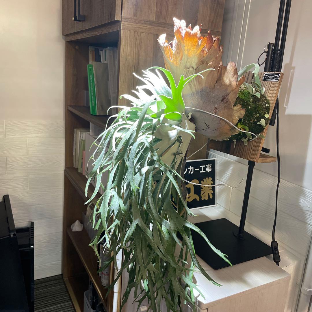 ビカクシダ P.willinckii Polaris ポラリス　子株　#5