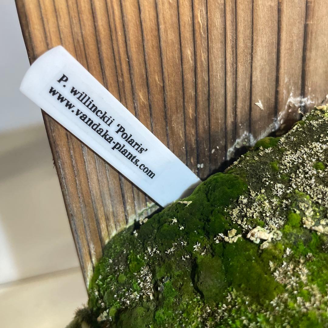 ビカクシダ P.willinckii Polaris ポラリス　子株　#5