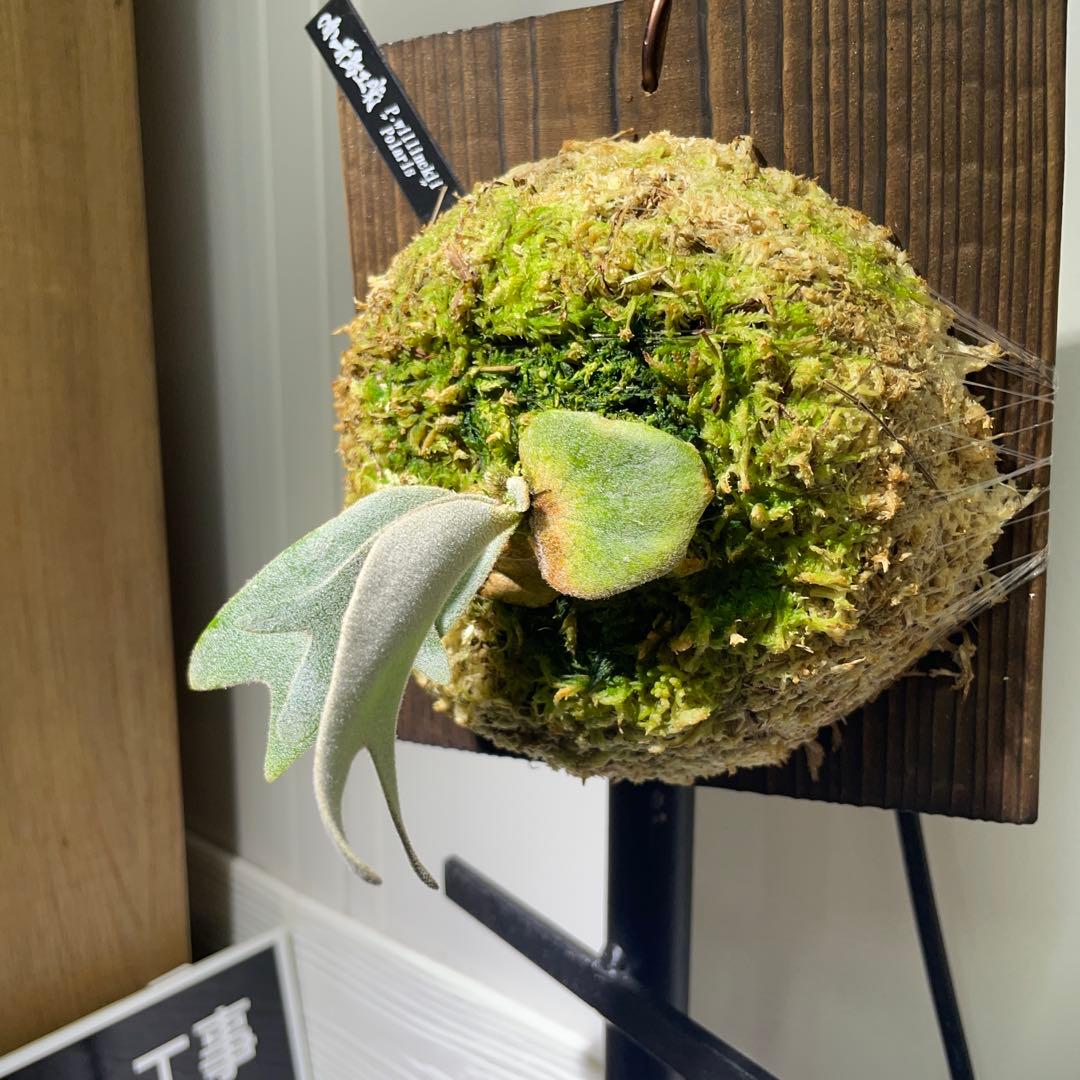 ビカクシダ P.willinckii Polaris ポラリス　子株　#5