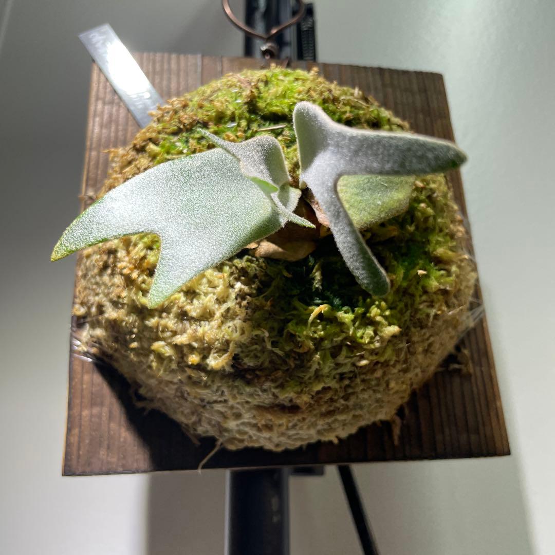 ビカクシダ P.willinckii Polaris ポラリス　子株　#5