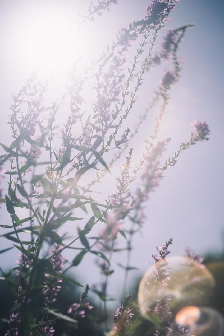 taureich様Summicron 50mm F2 1st 前期 固定鏡胴