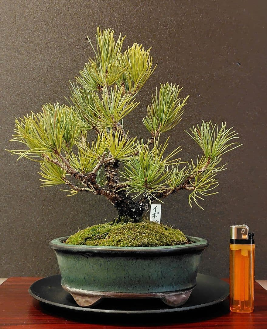 イボ幹五葉松盆栽！