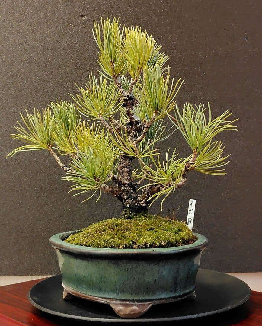 イボ幹五葉松盆栽！
