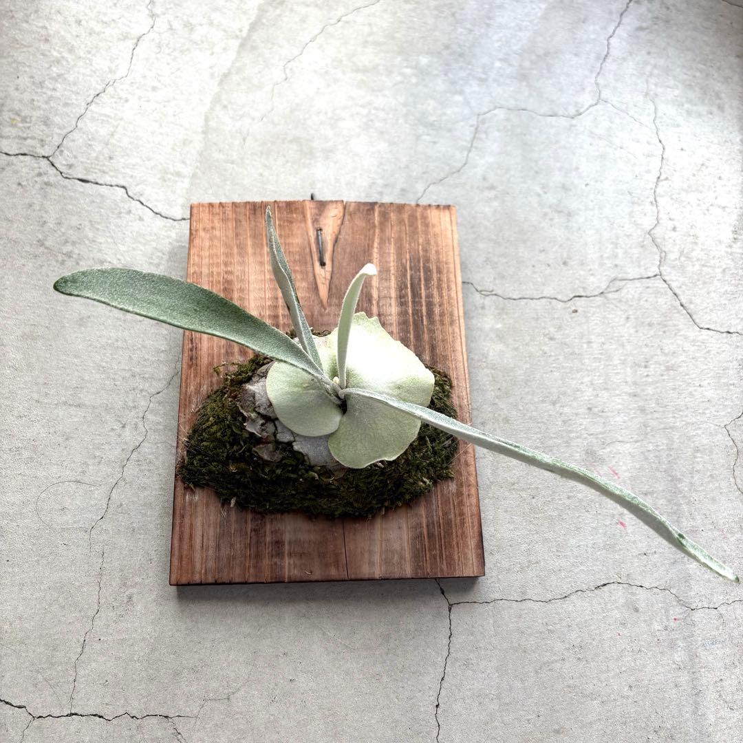 まあちゃんvp3 メテオシャワー