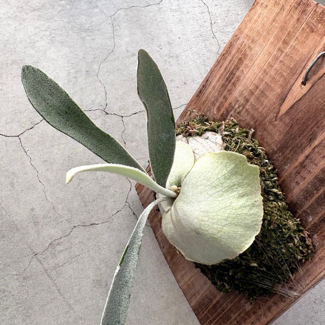 まあちゃんvp3 メテオシャワー