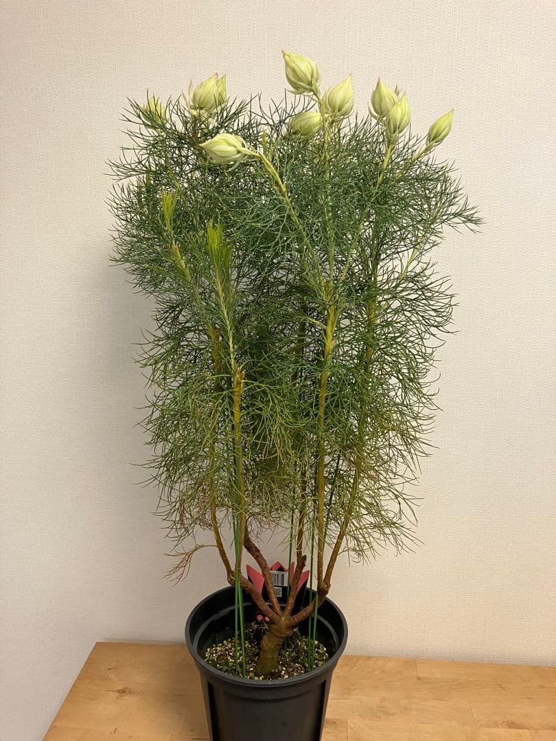 ジョーイセルリア　ブラッシングブライド　7号