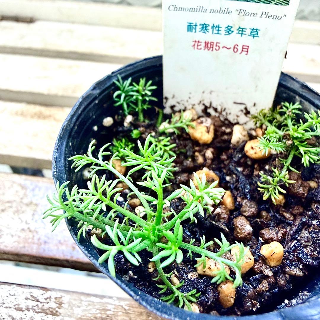 八重咲きローマン　苗　ダブルフラワーカモミール　カモミール　ハーブ　夏越し