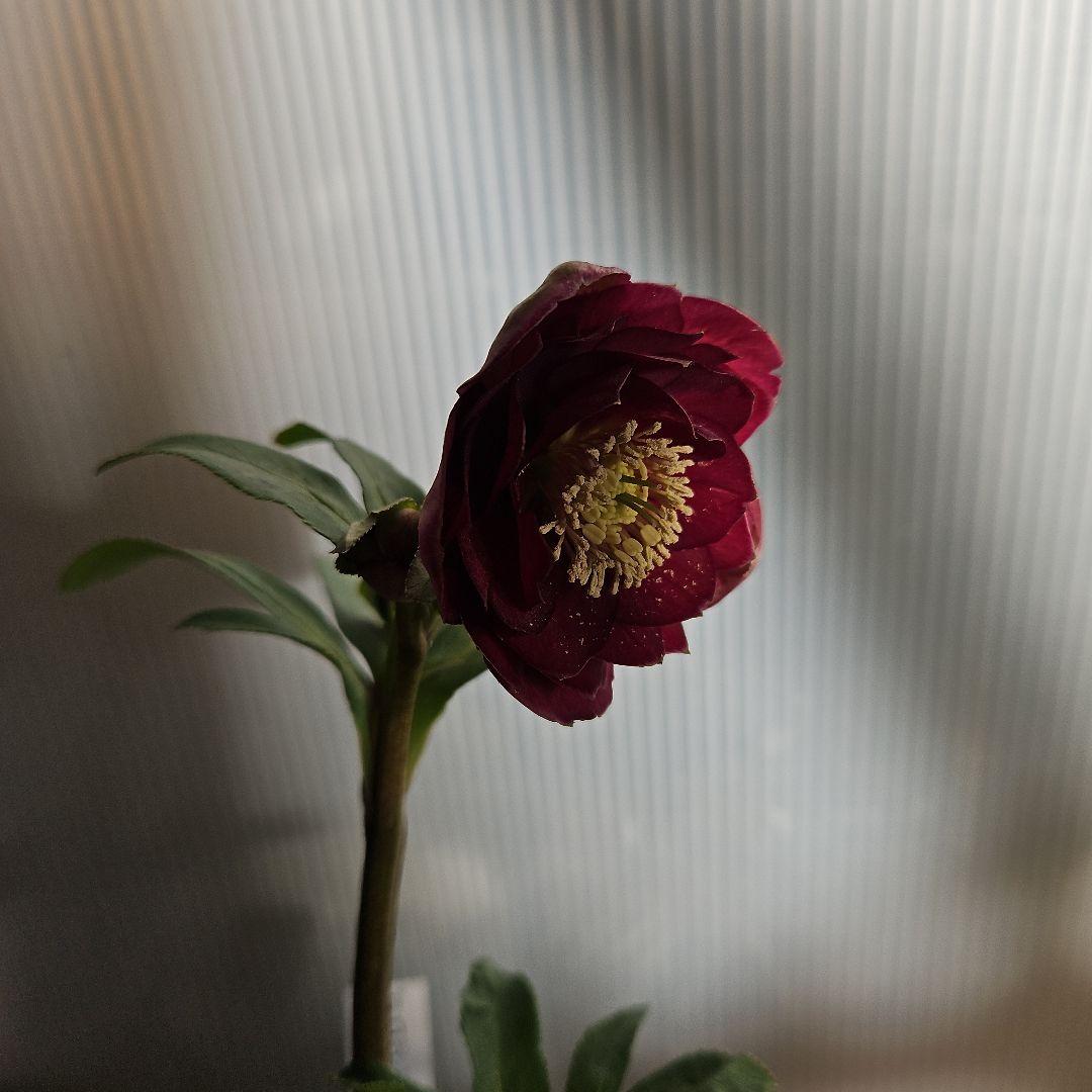 ㉖-231クリスマスローズ