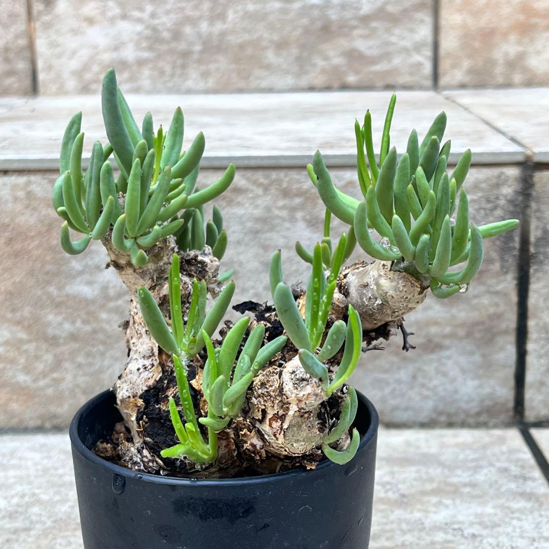 チレコドン　レティキュラータス　No.002　鉢、送料込　メルカリ便