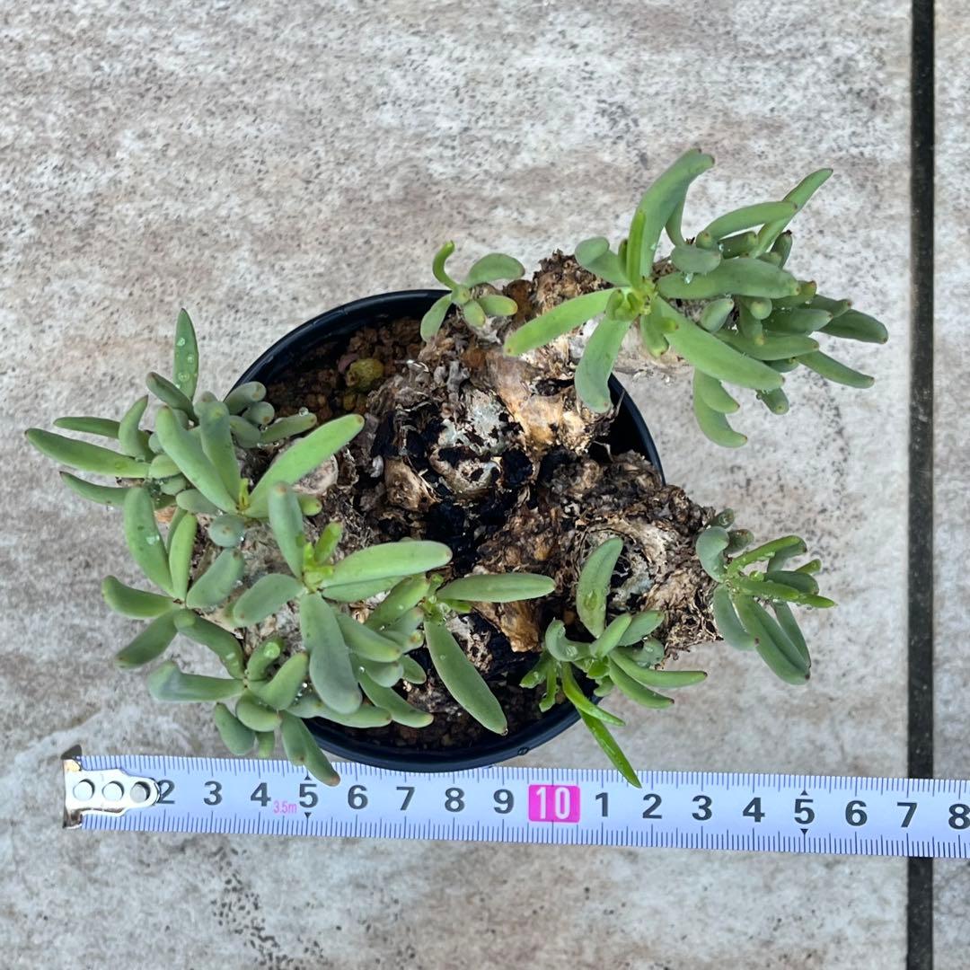 チレコドン　レティキュラータス　No.002　鉢、送料込　メルカリ便