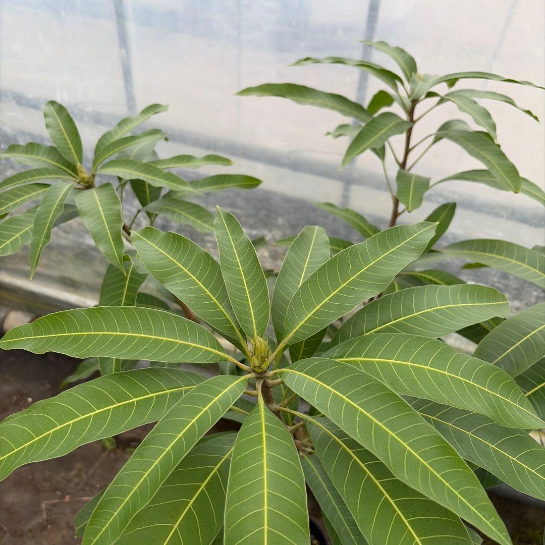 マンゴー苗　6号　大苗　品種　マハチャノック　玉文