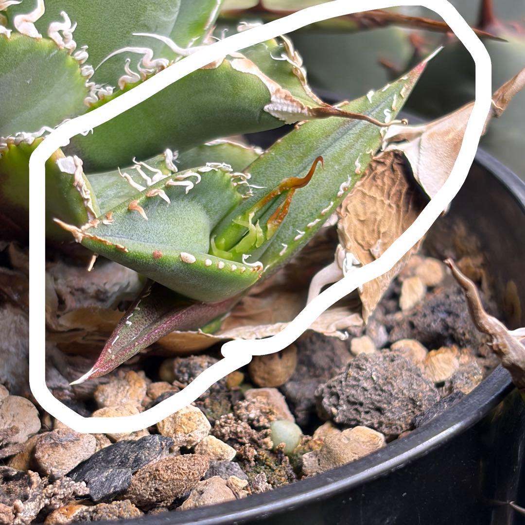 【新春特別価格】 アガベ チタノタ レジェンド ロウルサンコ産 小さめ子株