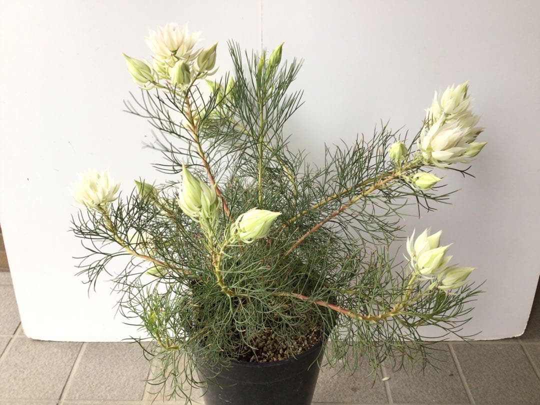 ② 幹が太くしっかり根が張ってる特選品‼︎ セルリア・ブラッシングブライト