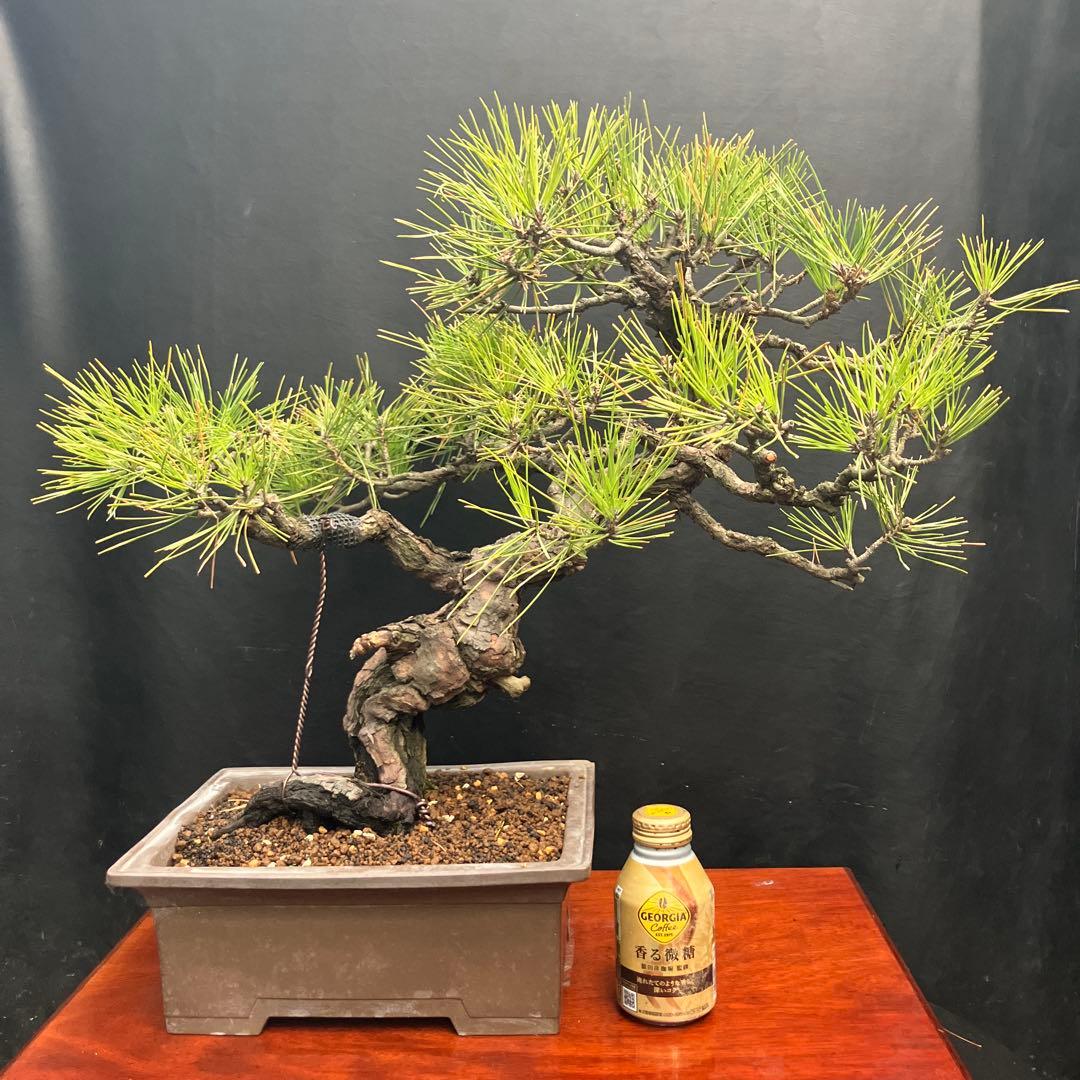 黒松 盆栽