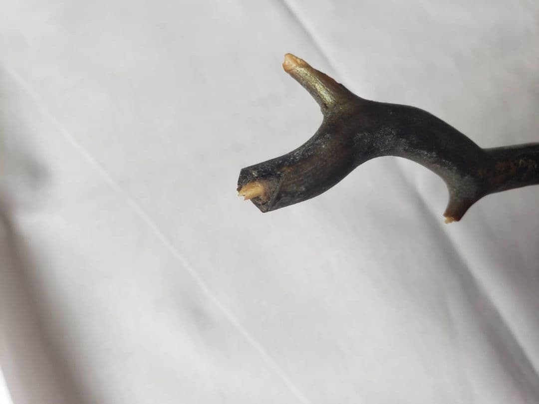 深海松☆レインボーコーラル☆宝石珊瑚