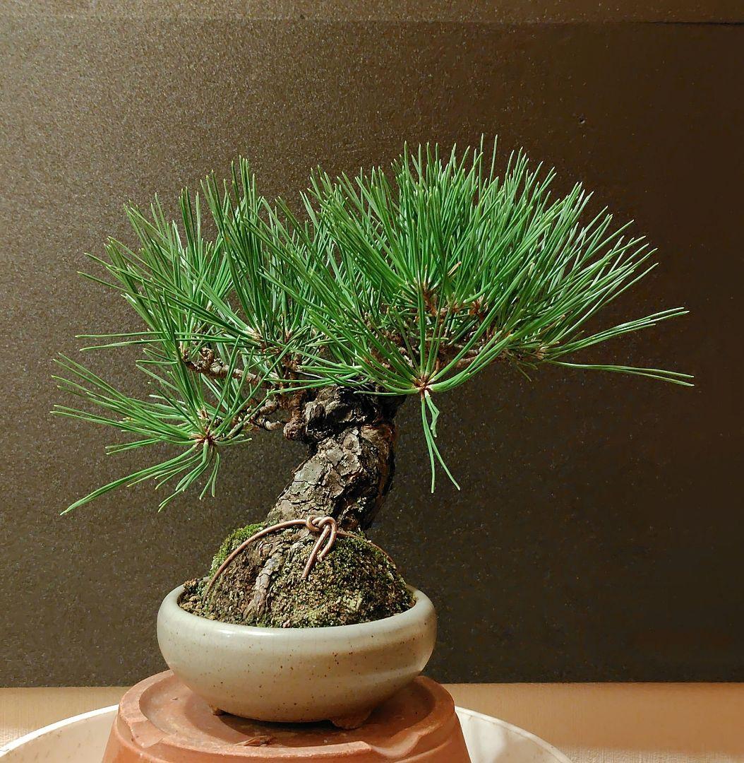 黒松盆栽！