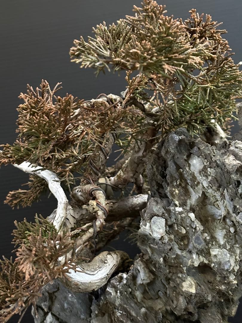 M*O様 [サービスオークション盆栽]真柏/石添え
