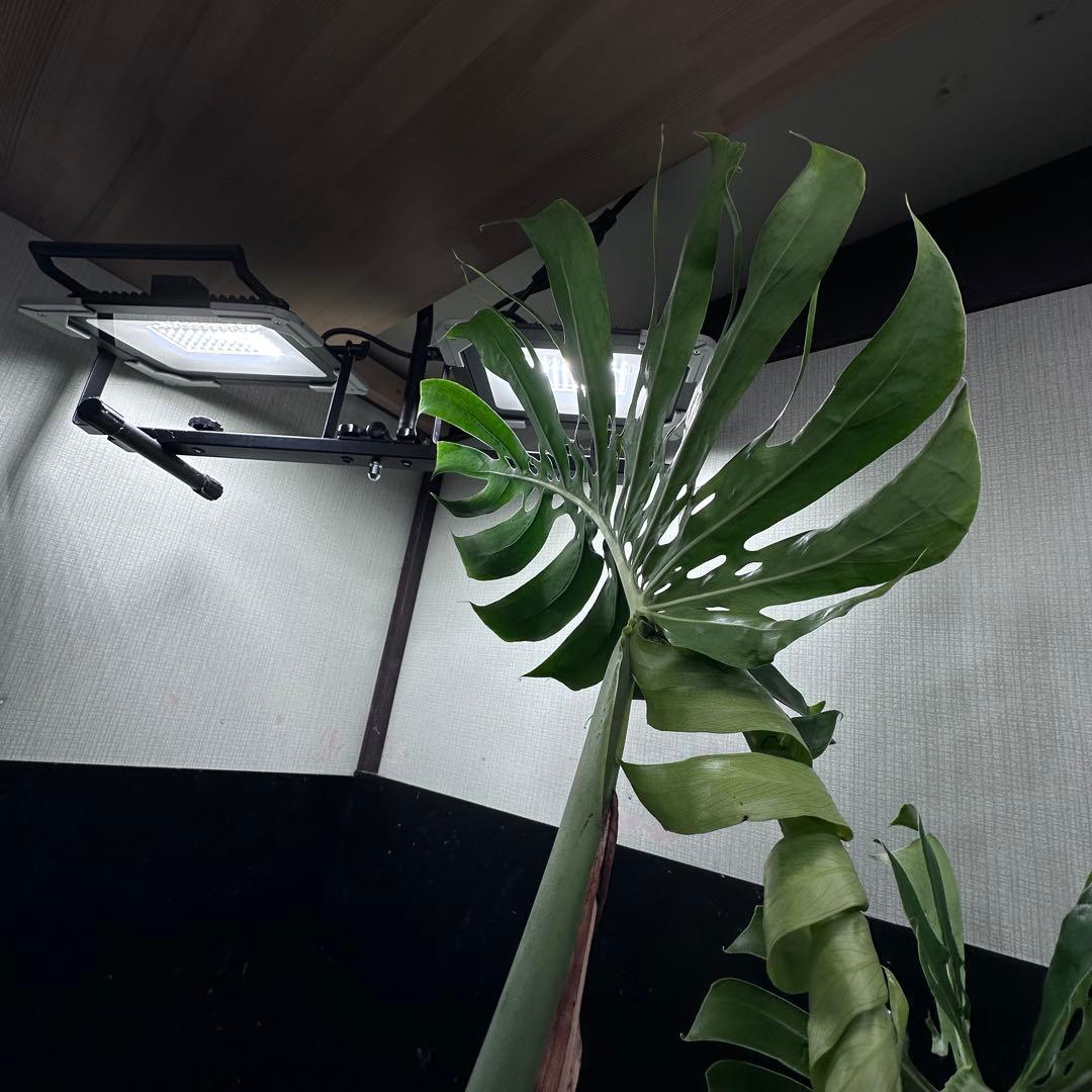 ド*合様 モンステラデリシオーサマクロコズム超希少系統鉢植え81㎝