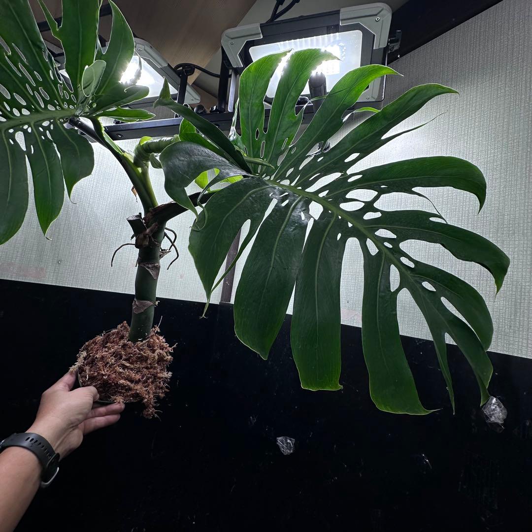 ド*合様 モンステラデリシオーサマクロコズム超希少系統鉢植え81㎝