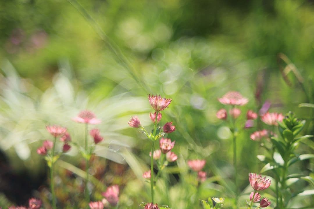 FUJINON 55mm F2.2 【美品】