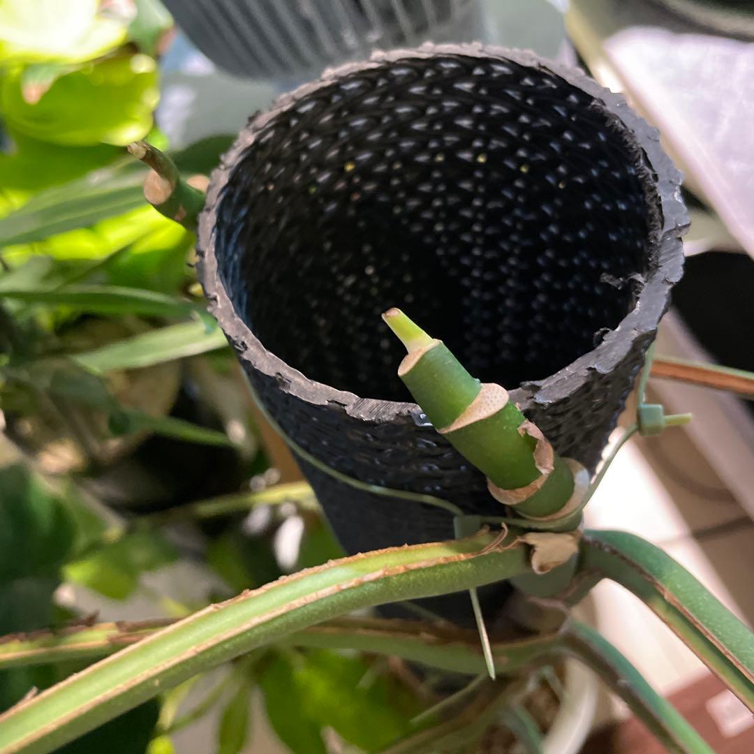 特大 モンステラ デュビア 希少